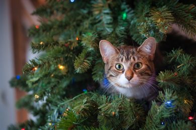 Gato dentro da árvore de Natal 