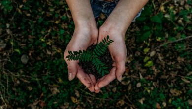 Mains ensemble soutenant la racine d'une plante